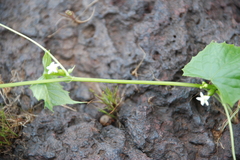 Zehneria scabra
